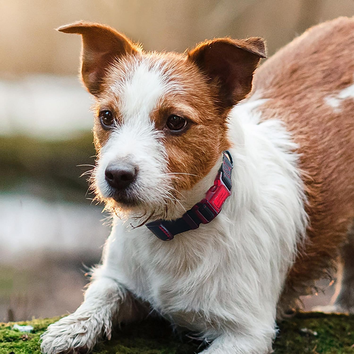 sporn identification collar small dog tag, dog collar with built in id